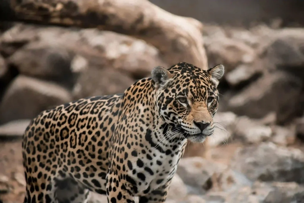 Jaguar (source pexels.com)