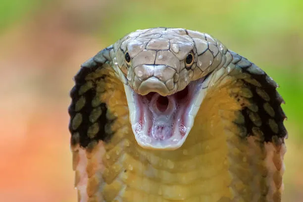 King Cobra Close-up (source: detik.com)