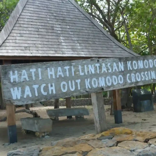 Do Komodo Dragons Live in Bali? Here’s Where You Can Find Them!