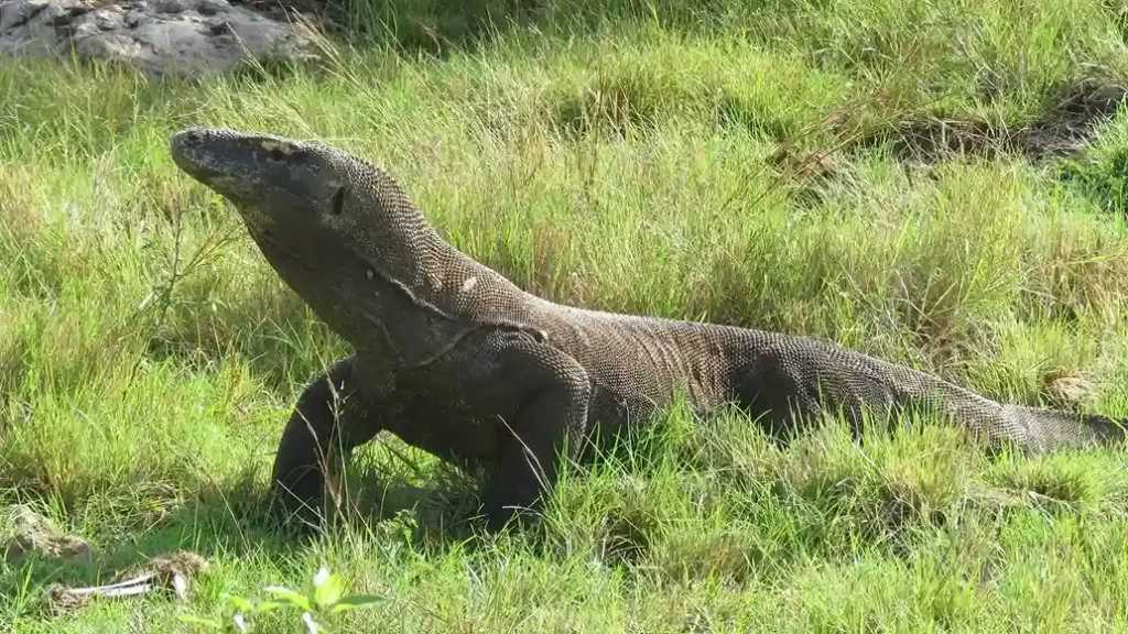 Komodo dragon | Komodo Luxury