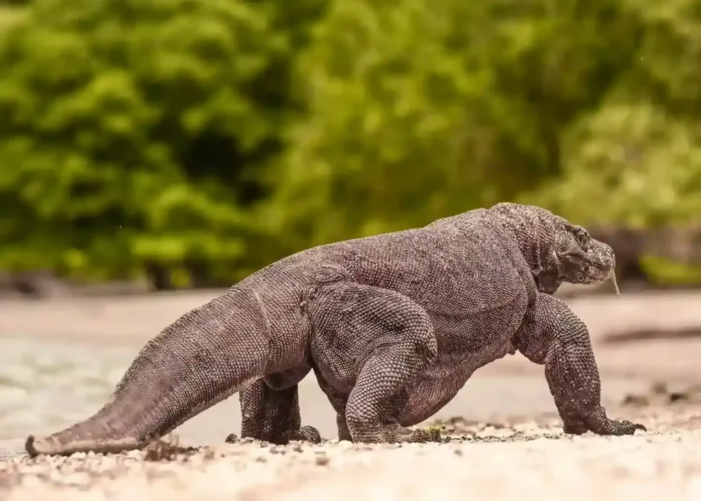 Komodo dragon | Komodo Luxury