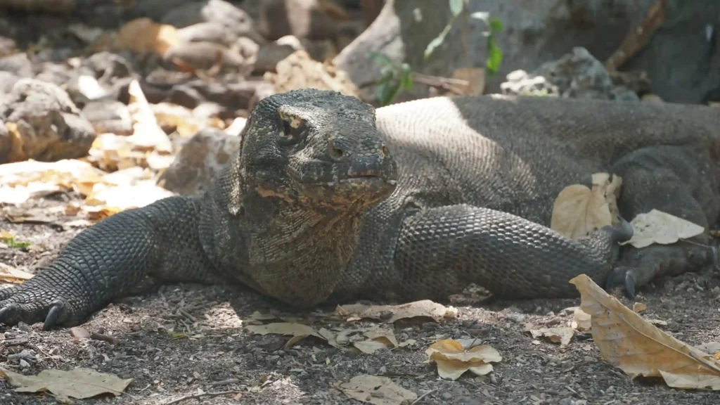 Komodo dragon | Komodo Luxury