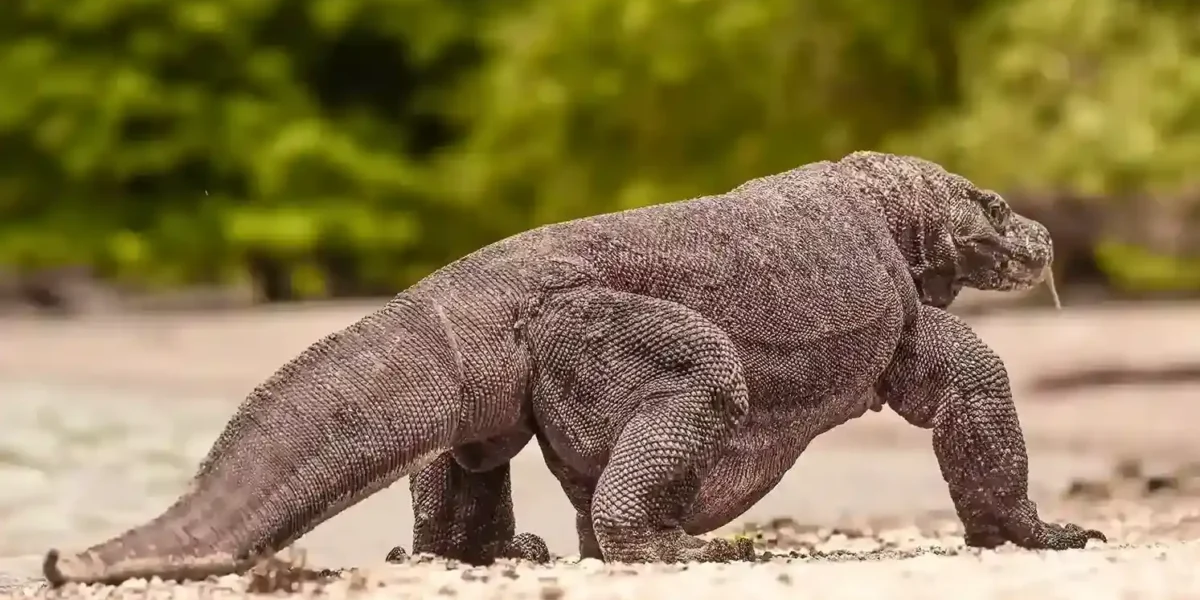 How Big Are Komodo Dragons? Here’s Facts About Giant Creatures!