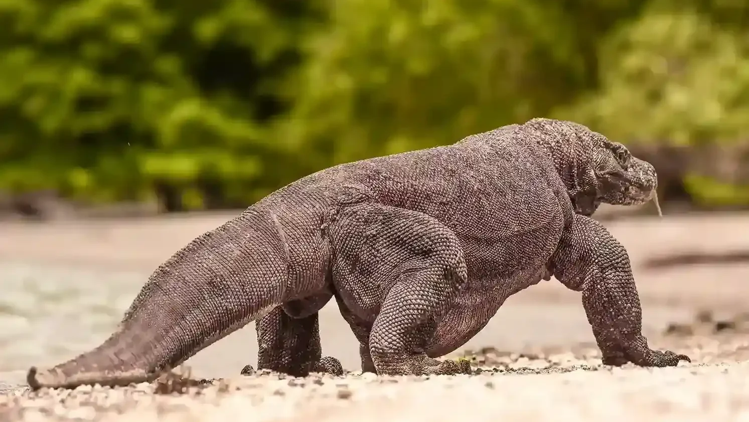 How Big Are Komodo Dragons? Here's Facts About Giant Creatures! - KomodoLuxury