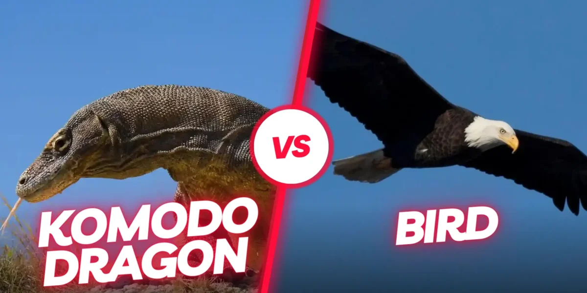 Komodo Dragon vs Bird: Komodo’s Venom vs Eagle’s Talons