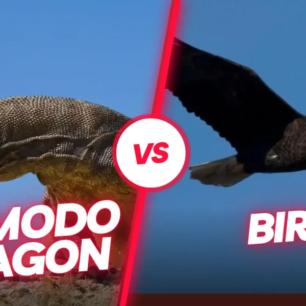 Komodo Dragon vs Bird: Komodo’s Venom vs Eagle’s Talons