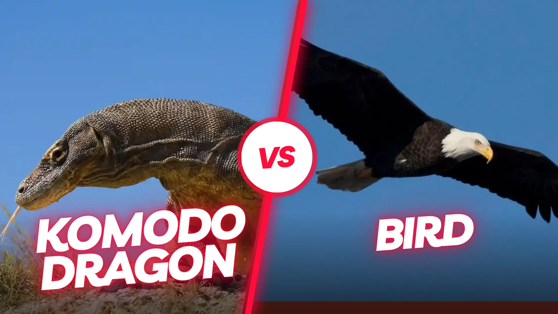 Komodo dragon vs Bird | Komodo Luxury