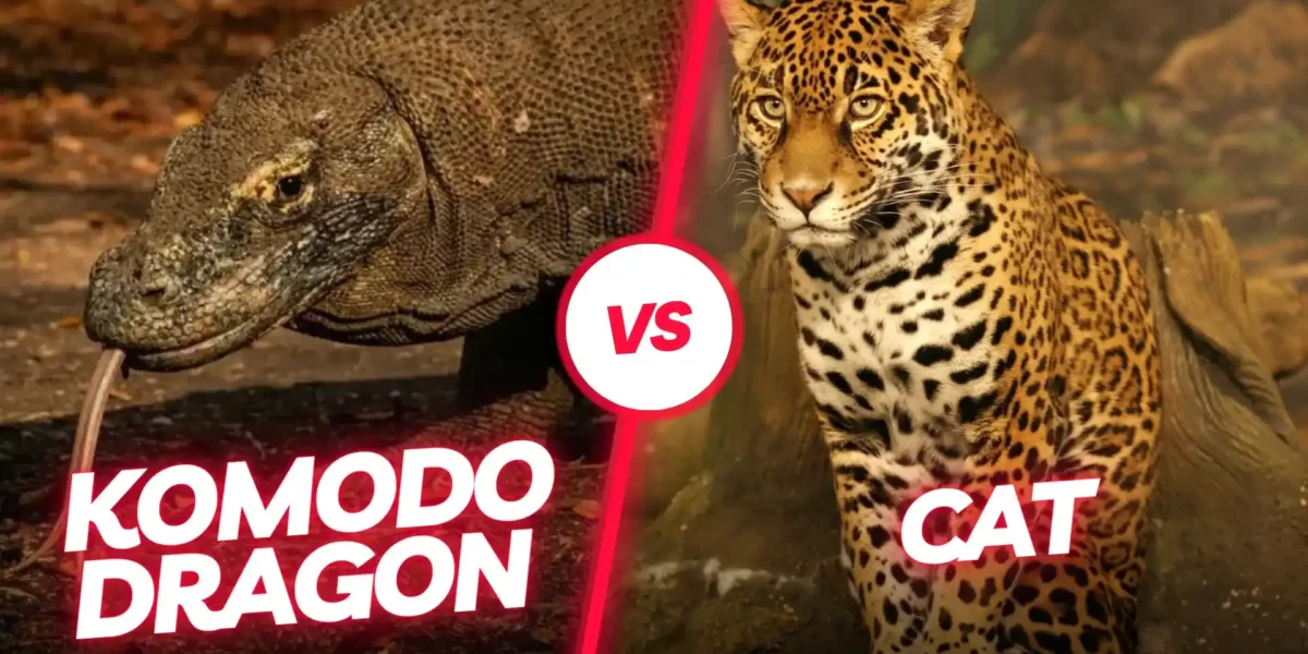 Komodo Dragon vs Cat: Can a Jaguar Take on the World’s Largest Lizard?