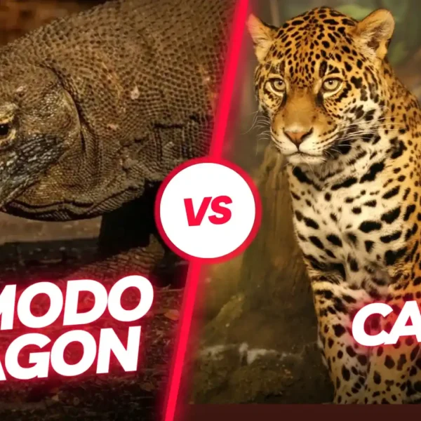 Komodo Dragon vs Cat: Can a Jaguar Take on the World’s Largest Lizard?