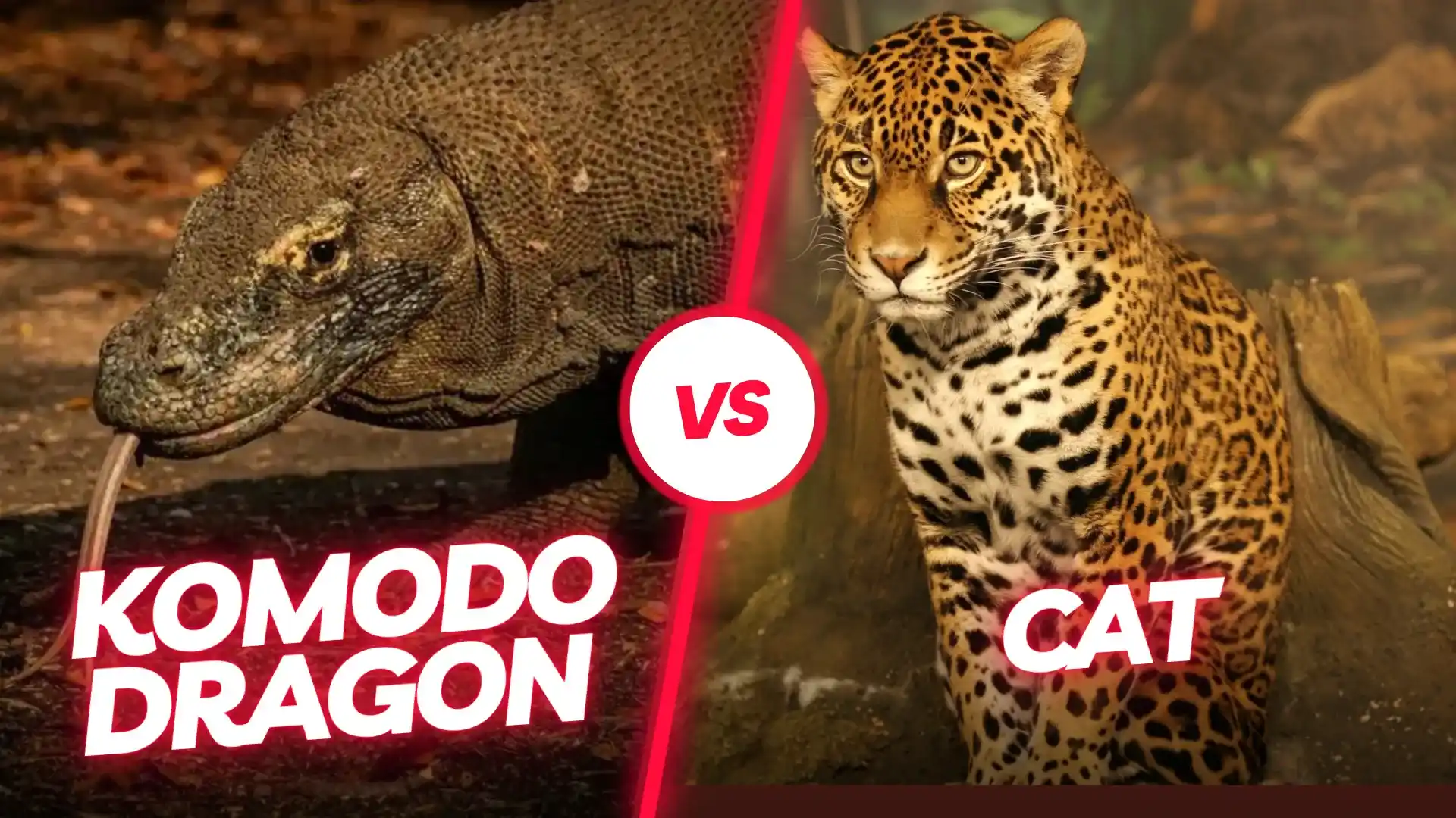 Komodo dragon vs Cat | Komodo Luxury