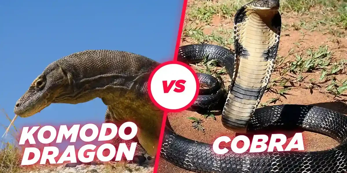 Komodo Dragon vs King Cobra: Battle of Deadly Predators