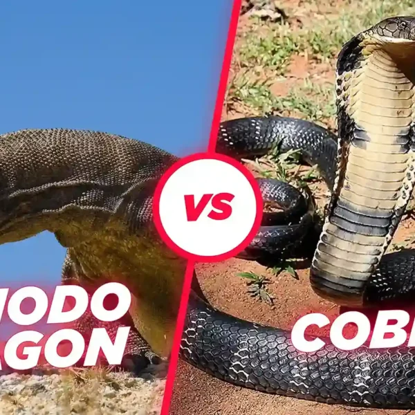 Komodo Dragon vs King Cobra: Battle of Deadly Predators