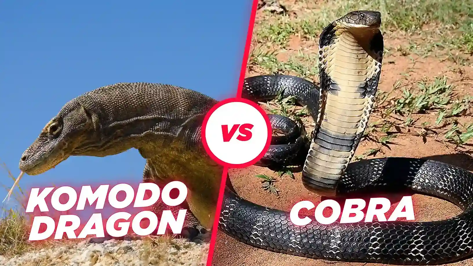 Komodo dragon vs King Cobra | Komodo Luxury