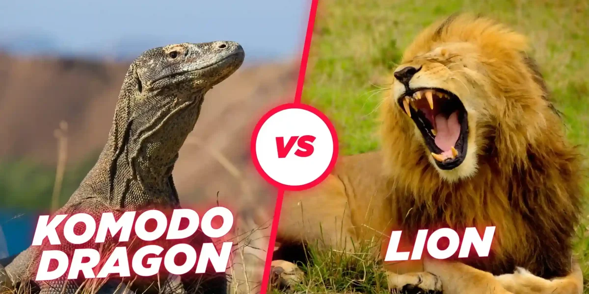 Komodo dragon vs Lion Illustration | Komodo Luxury