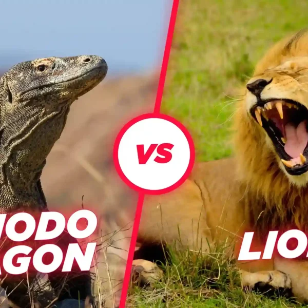 Komodo Dragon vs Lion: Who Would Win?