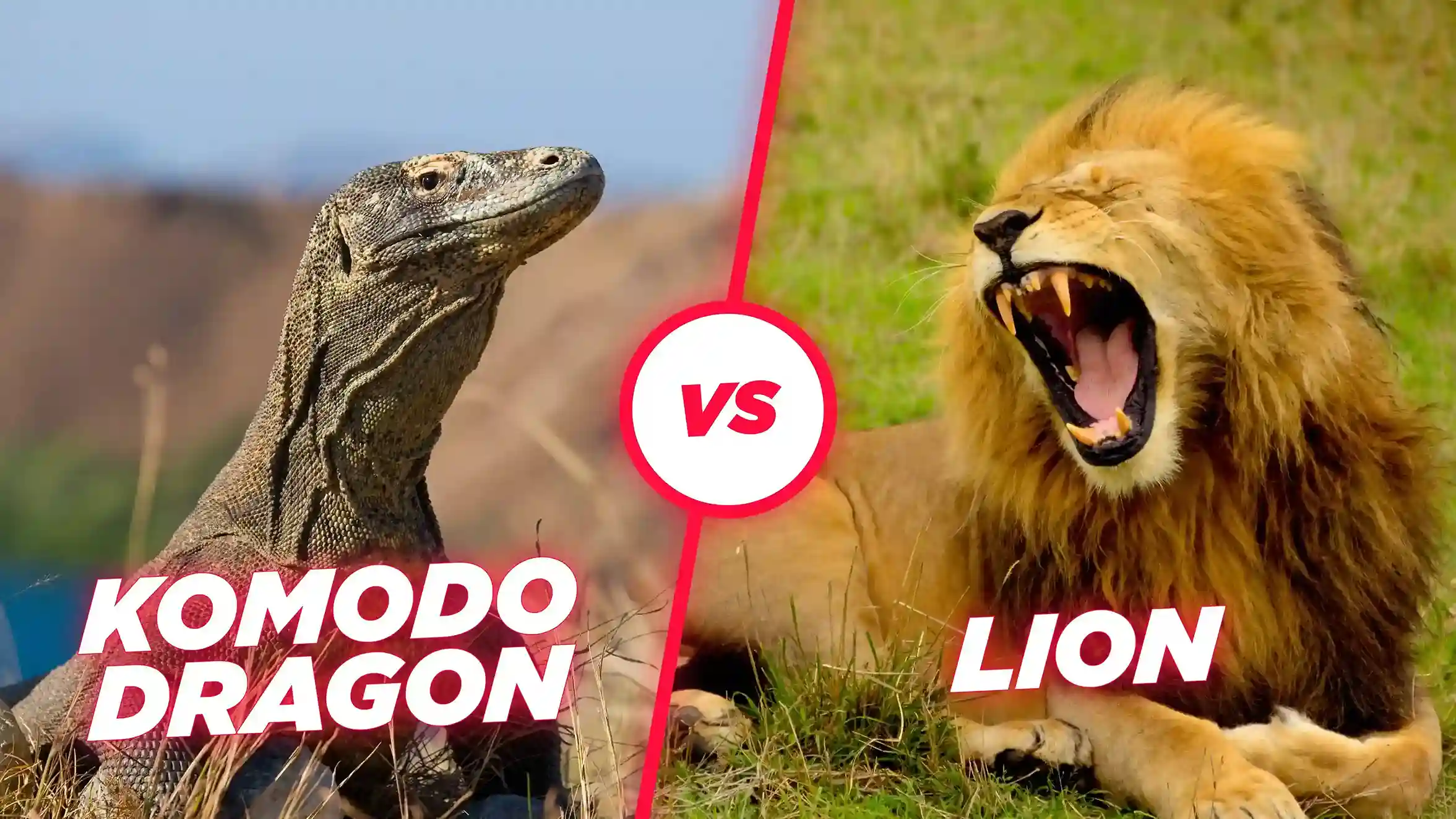 Komodo dragon vs Lion Illustration | Komodo Luxury