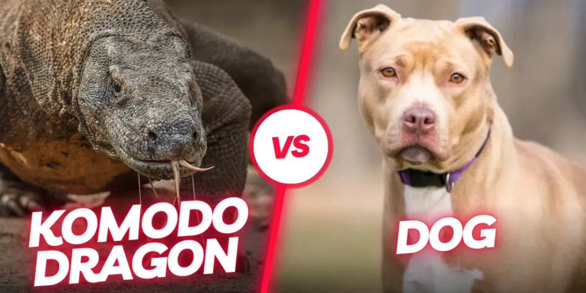 Komodo Dragon vs Dog: Can a Pitbull Defeat Deadly Dragon?