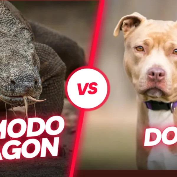 Komodo Dragon vs Dog: Can a Pitbull Defeat Deadly Dragon?