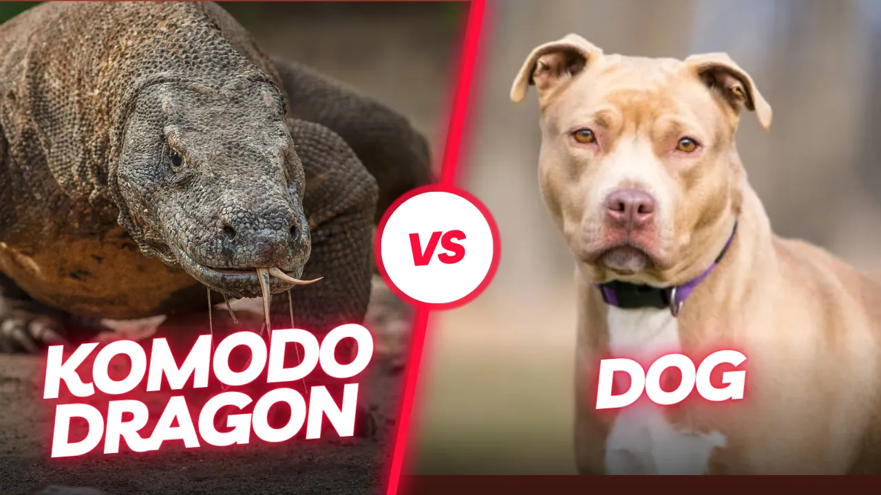 Komodo dragon vs Pitbull Dog | Komodo Luxury