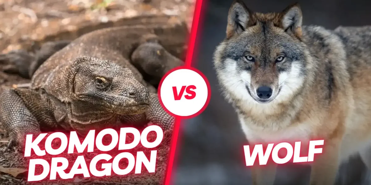 Komodo dragon vs Wolf: Who Would Win in a Fight?