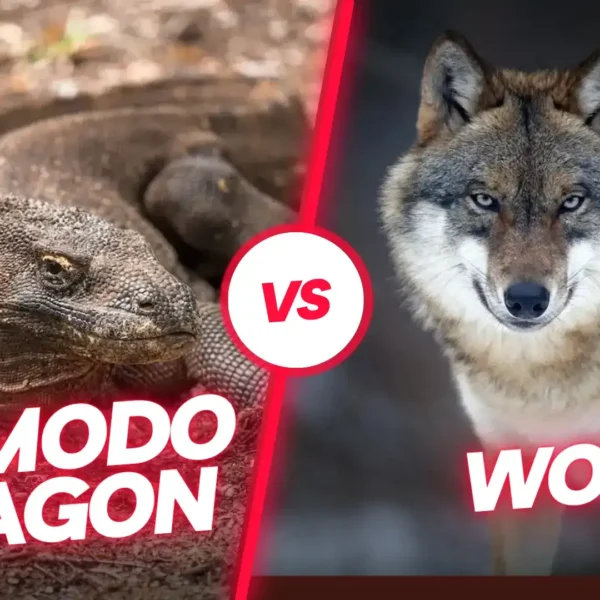 Komodo dragon vs Wolf: Who Would Win in a Fight?