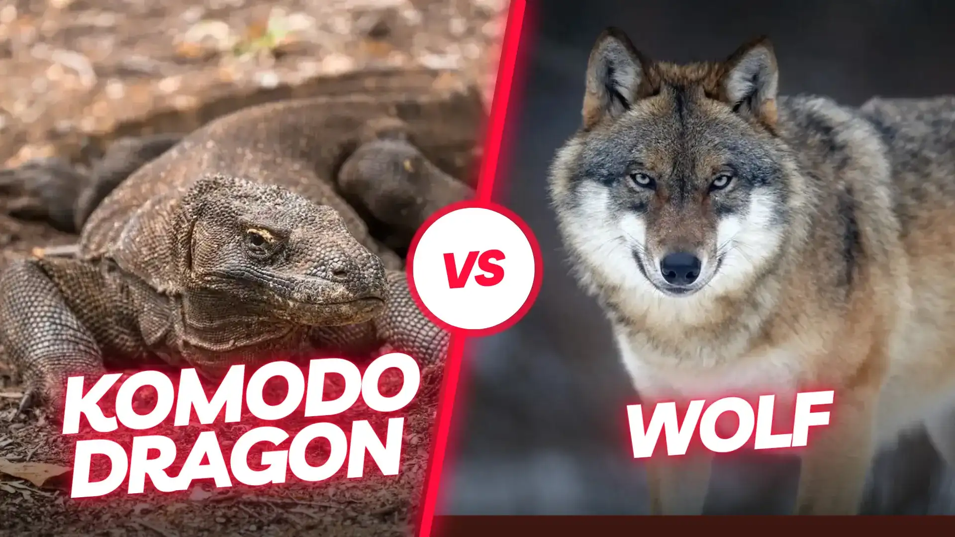 Komodo dragon vs Wolf | Komodo Luxury