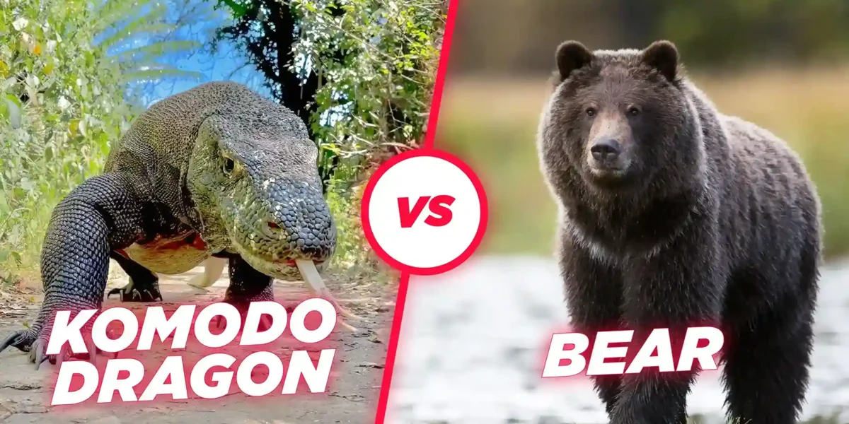 Komodo vs Bear | Komodo Luxury