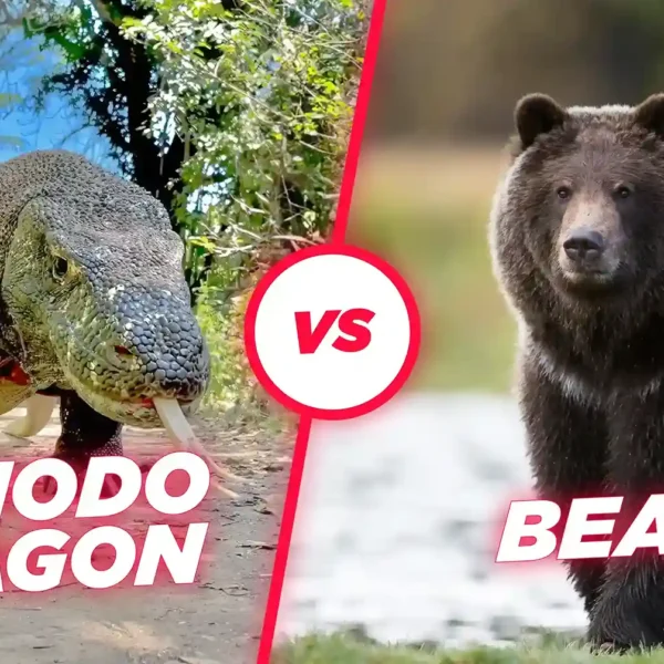 Komodo Dragon vs Bear: A Clash of Predator