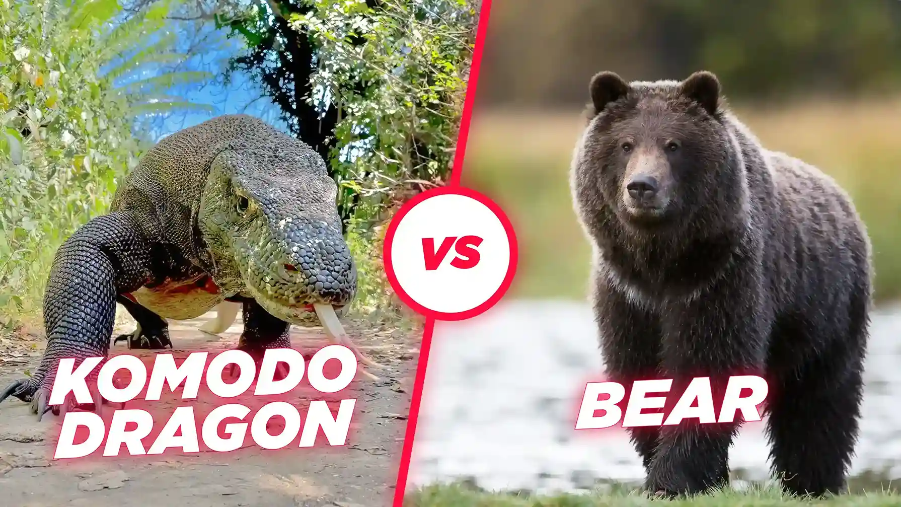 Komodo vs Bear | Komodo Luxury