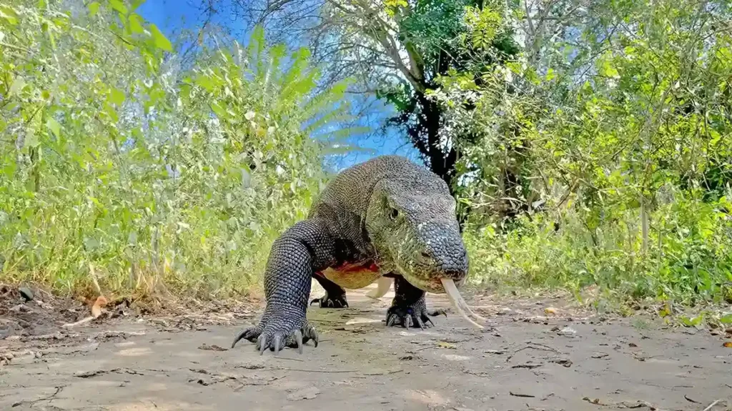 Komodo dragon | Komodo Luxury