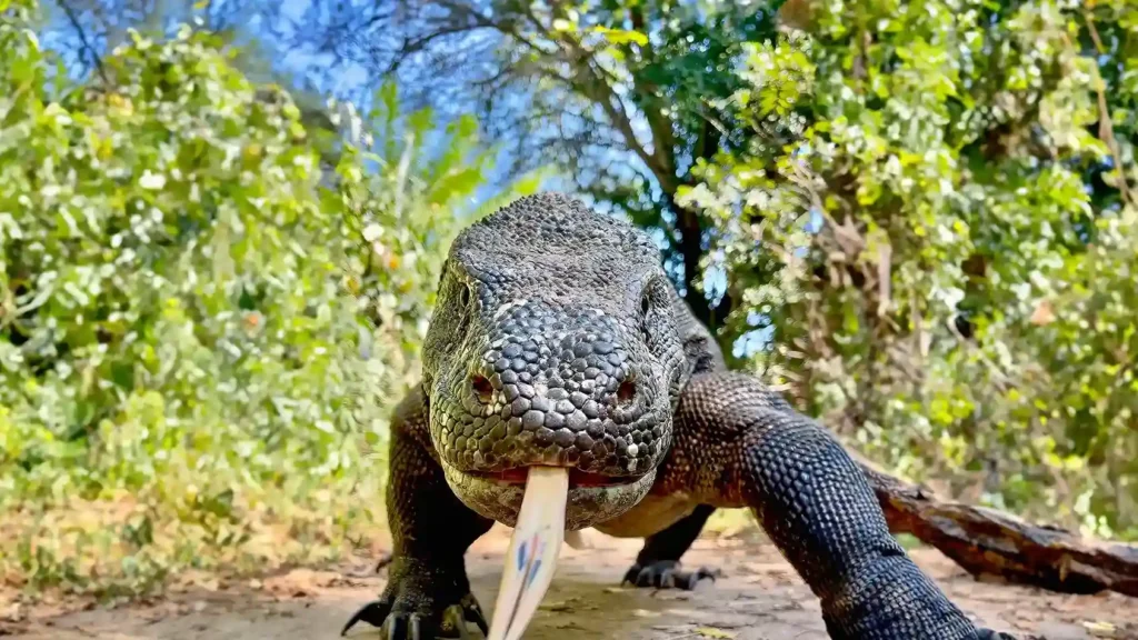 Komodo dragon | Komodo Luxury