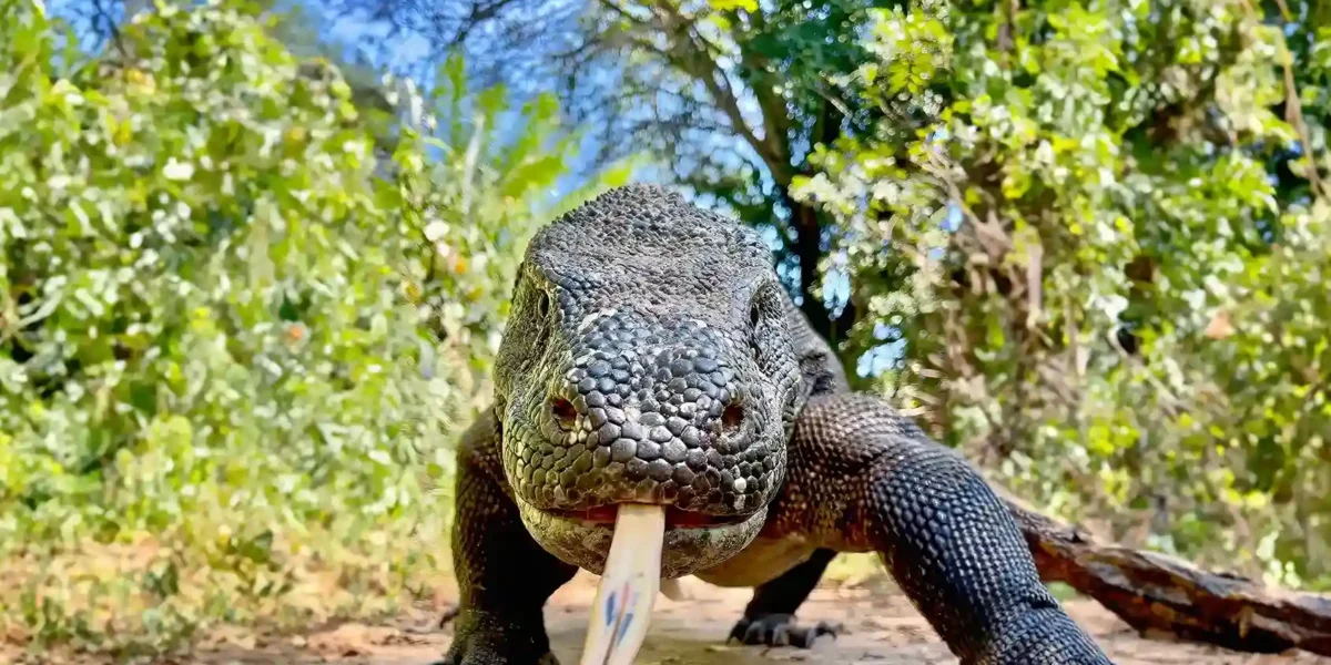 Komodo dragon | Komodo Luxury