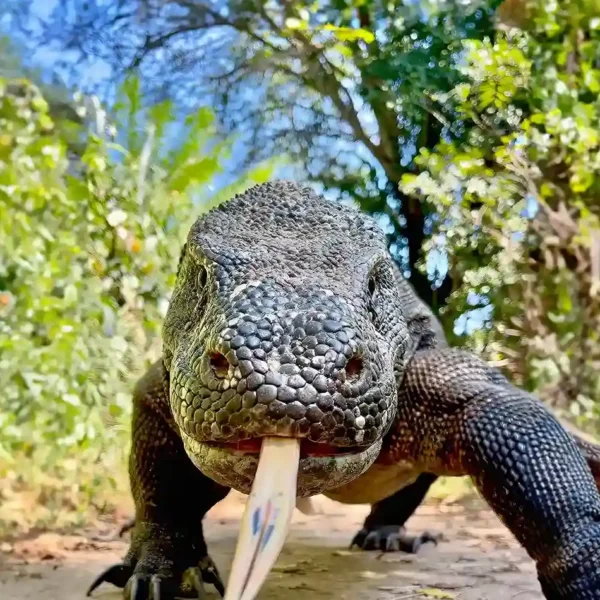 Komodo Dragon: Everything You Need to Know!