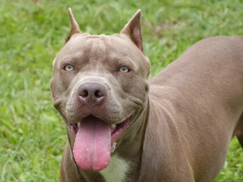 Pitbull Dog (source: flickr.com)