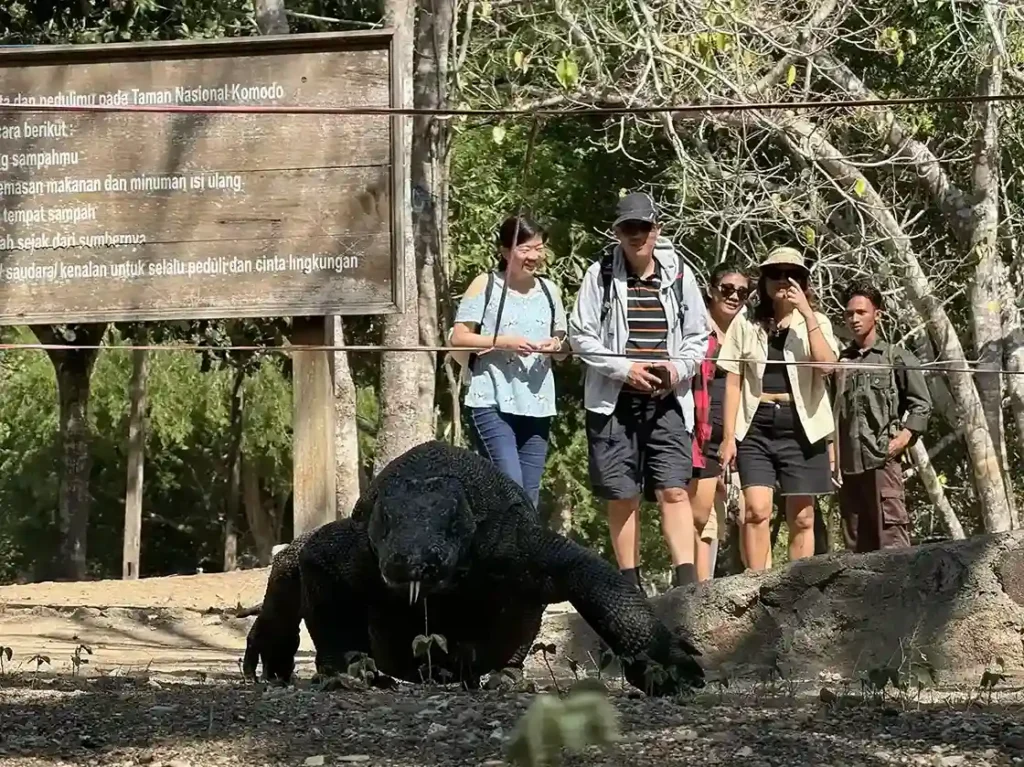 Seeing dragons on komodo island | Komodo Luxury