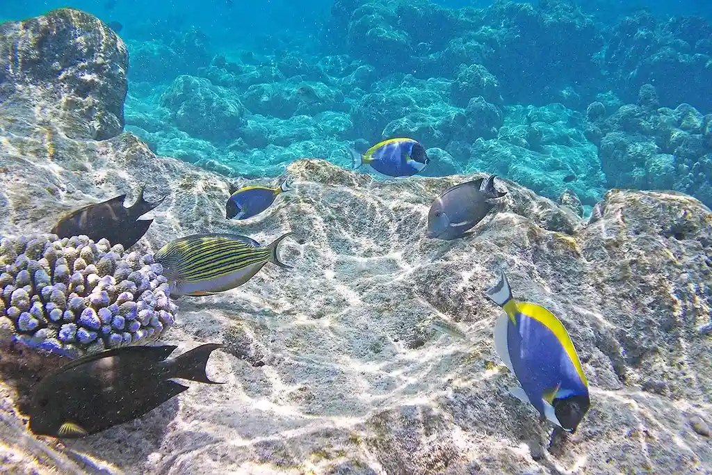 Snorkeling in Maldives (source: flickr.com)