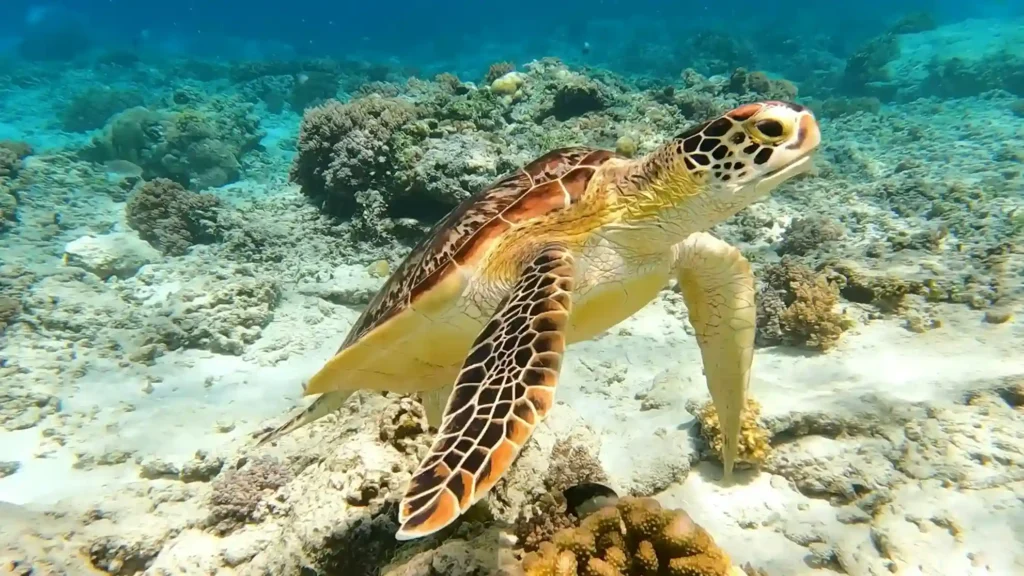 Turtle in Gili Trawangan (source: unsplash.com/@ariabima)