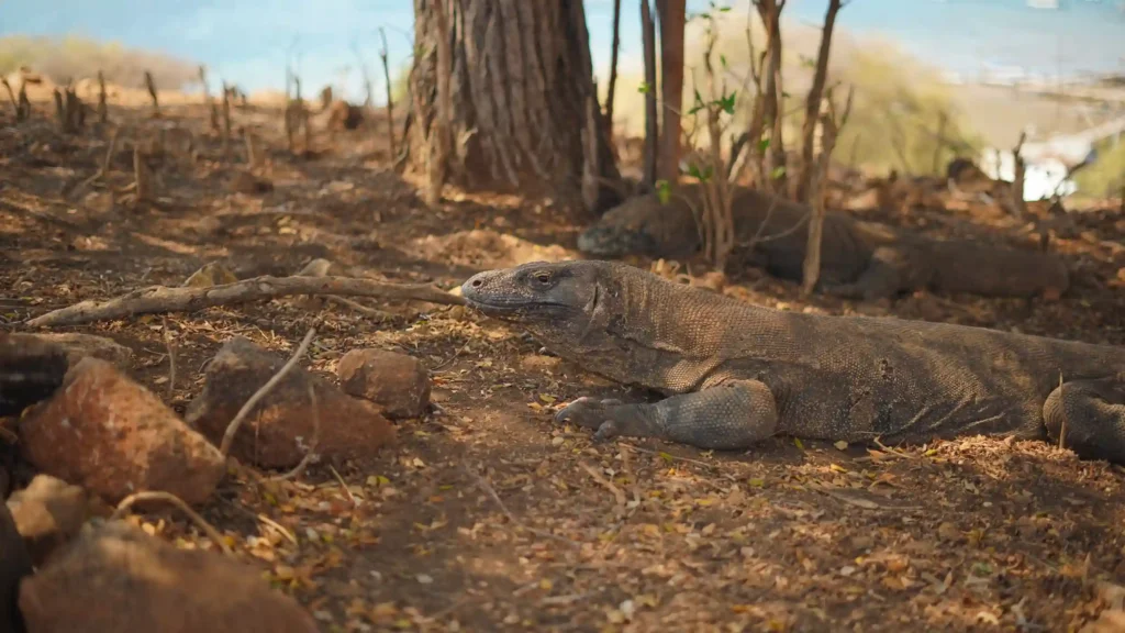 Komodo Dragon | Komodo Island Tour | Komodo Luxury