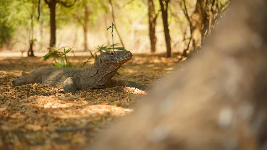 Komodo Dragon | Komodo Island Tour | Komodo Luxury