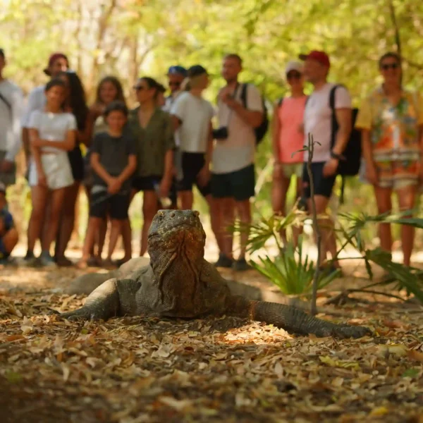 Ultimate Guide to Komodo Island Tours in 2025: Unforgettable Adventures in Komodo National Park