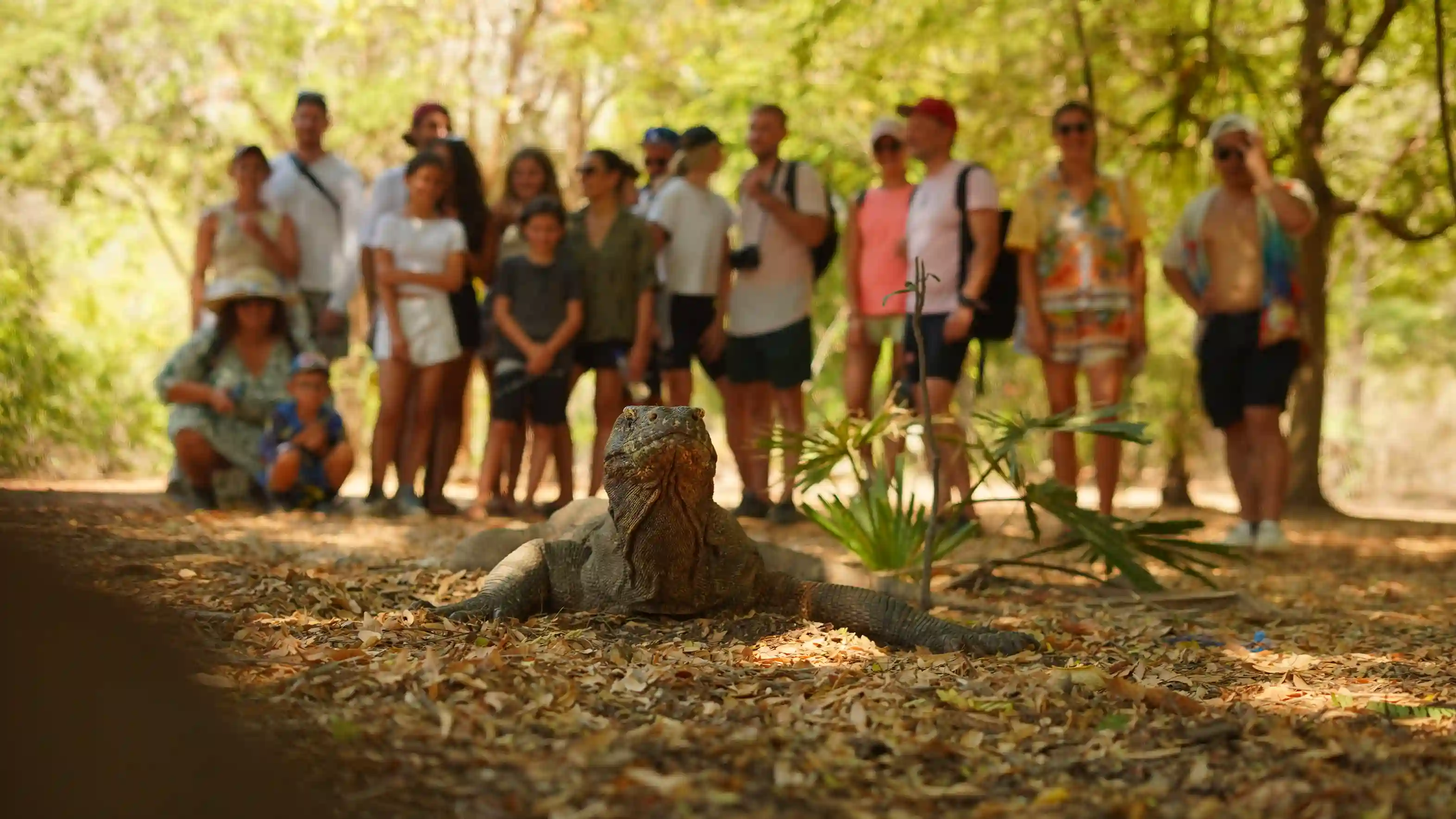 Shared Komodo Boat Tour | Bali to Komodo Island Tour Package | Komodo Luxury