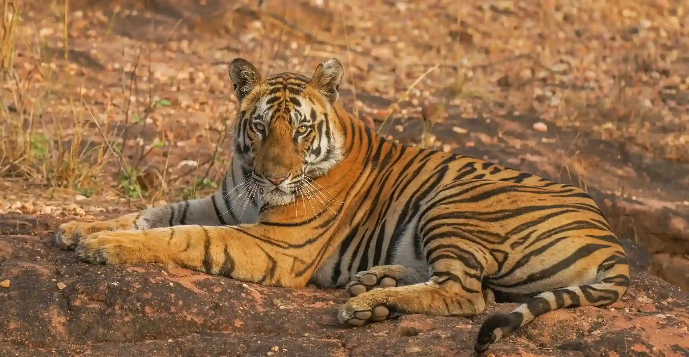 Bengal Tigher Lying on Ground (source: pexels)