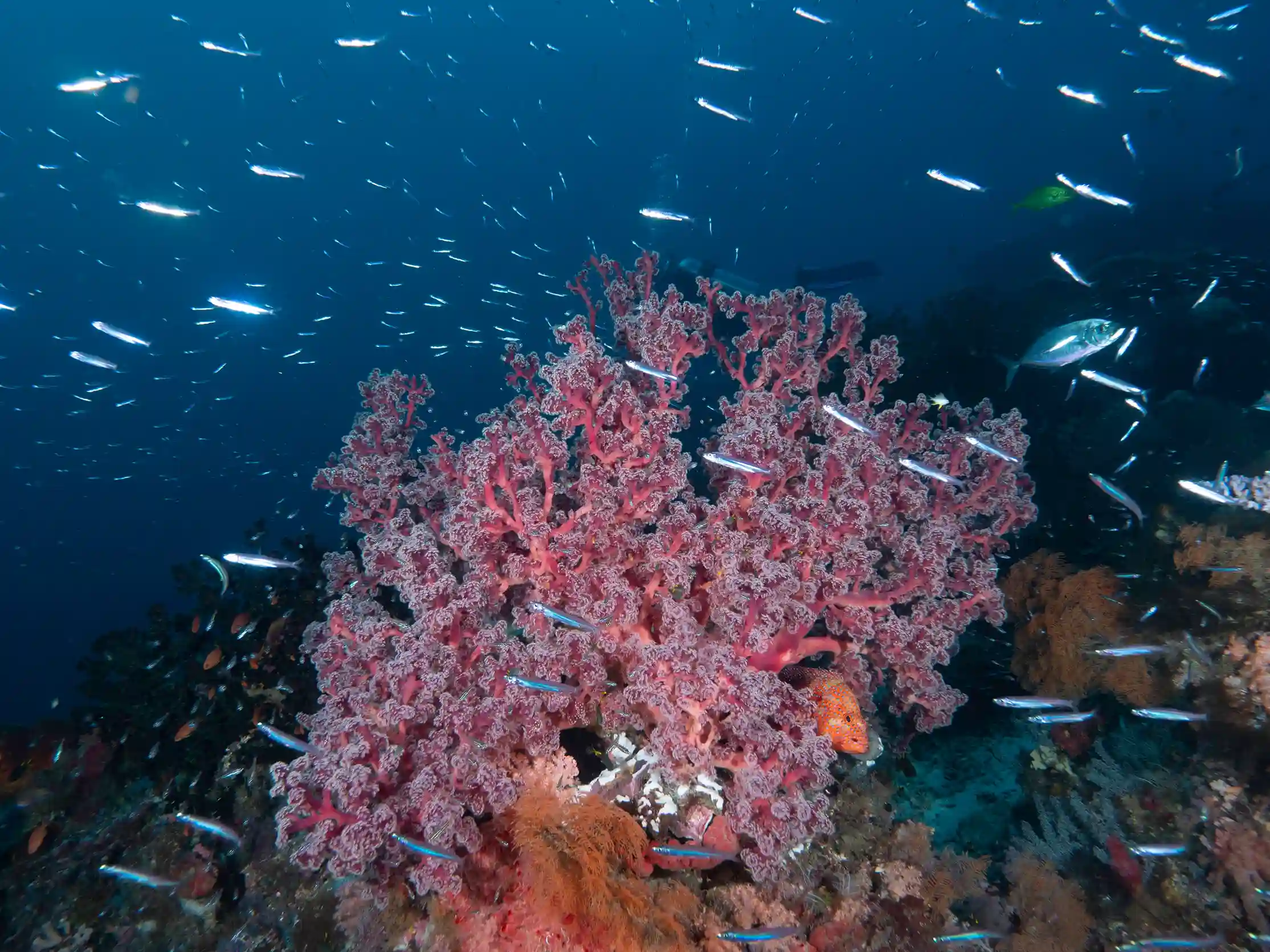 Diving Activity | Raja Ampat Tour | Komodo Island Tour | Komodo Luxury