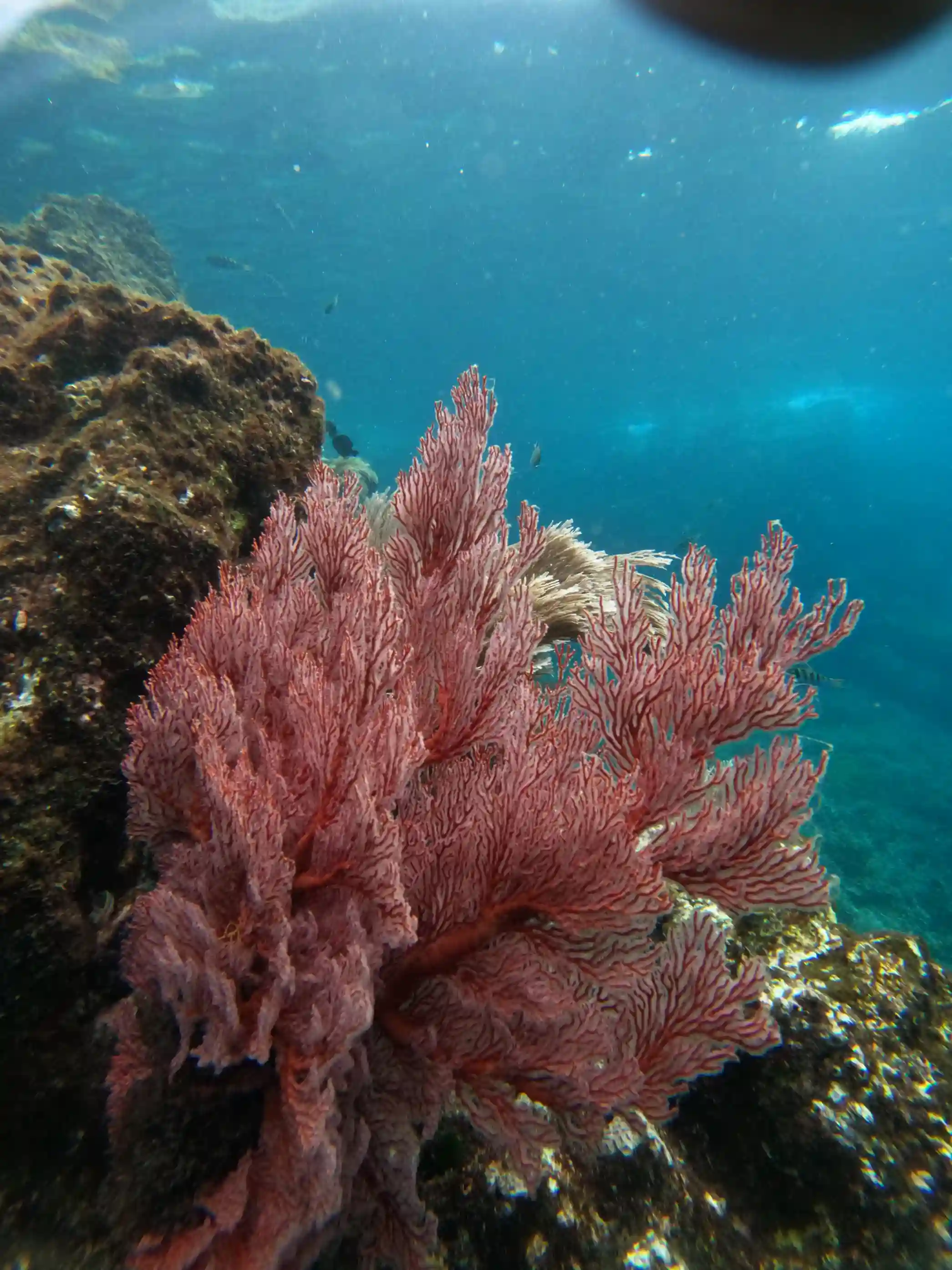 Komodo Island Snorkeling | Komodo Dragon Tour | Komodo Luxury