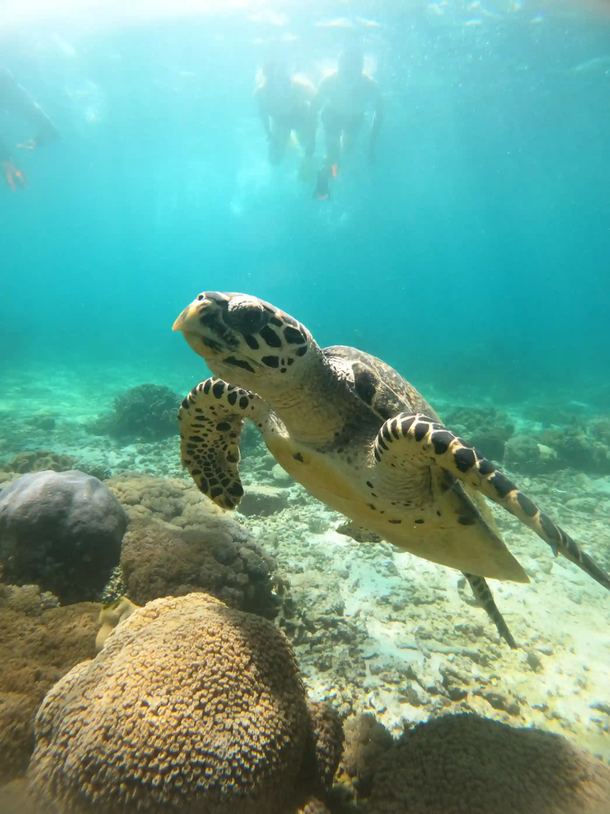 Komodo Island Snorkeling | Komodo Dragon Tour | Komodo Luxury