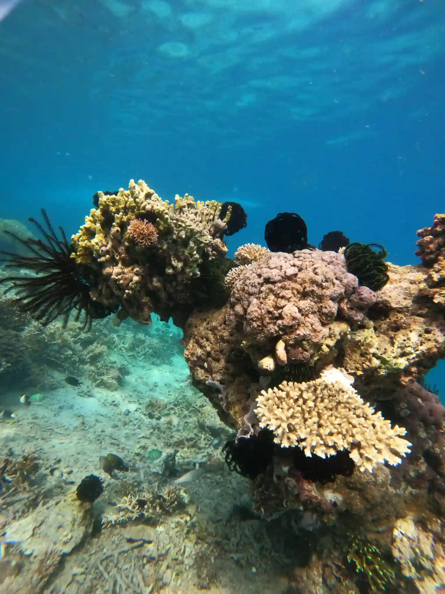 Komodo Island Snorkeling | Komodo Dragon Tour | Komodo Luxury