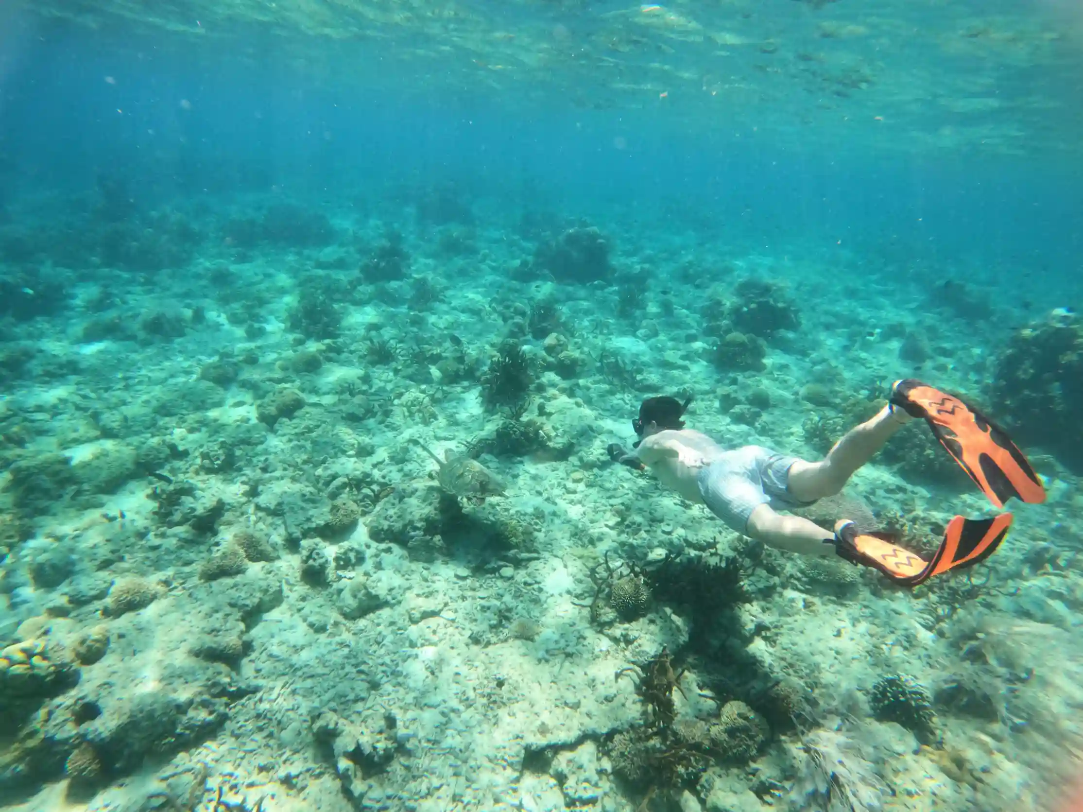 Komodo Island Snorkeling | Komodo Dragon Tour | Komodo Luxury