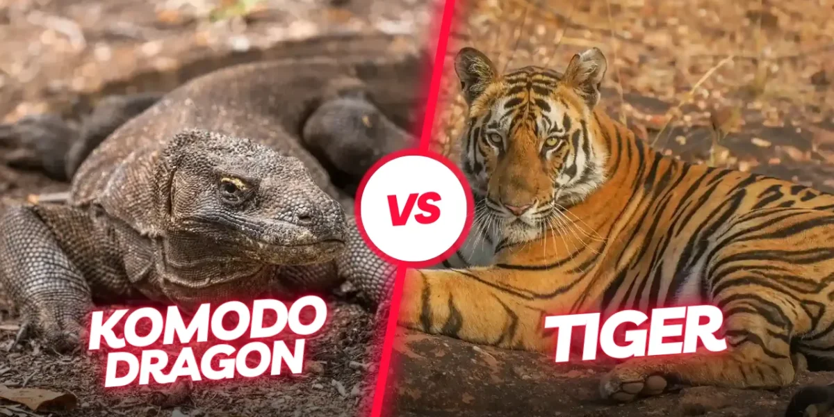 Komodo vs Tiger: A Clash of Titans in the Animal Kingdom