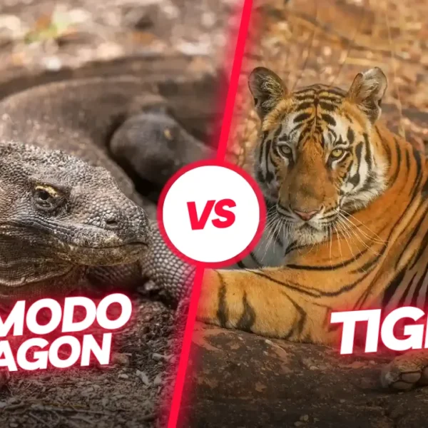 Komodo vs Tiger: A Clash of Titans in the Animal Kingdom