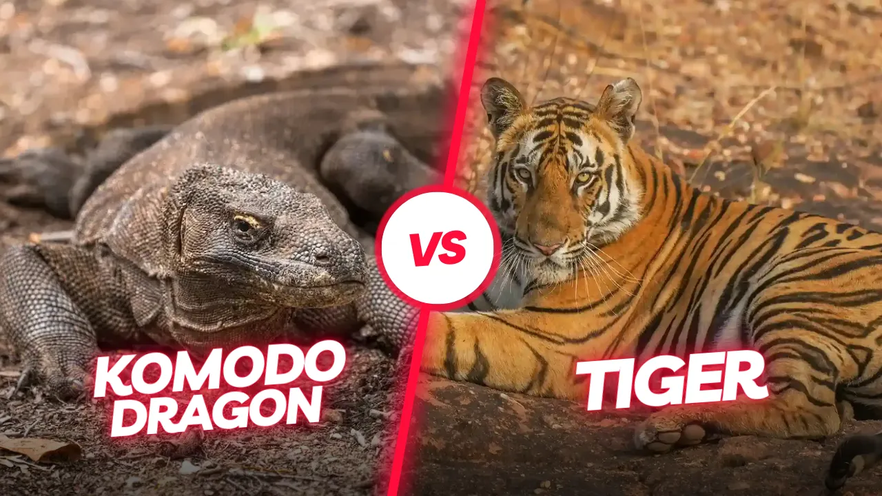 Komodo vs Tiger | Komodo Luxury